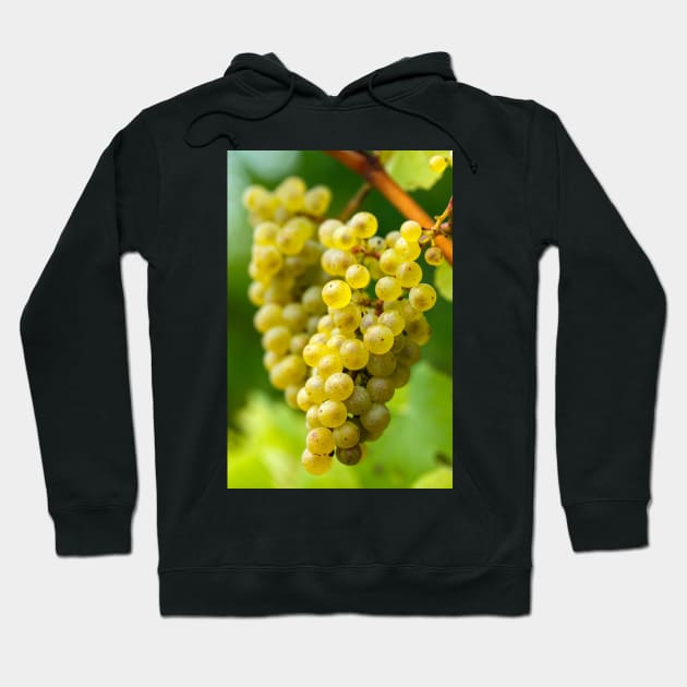 Ripening grapes on the vine Hoodie by naturalis